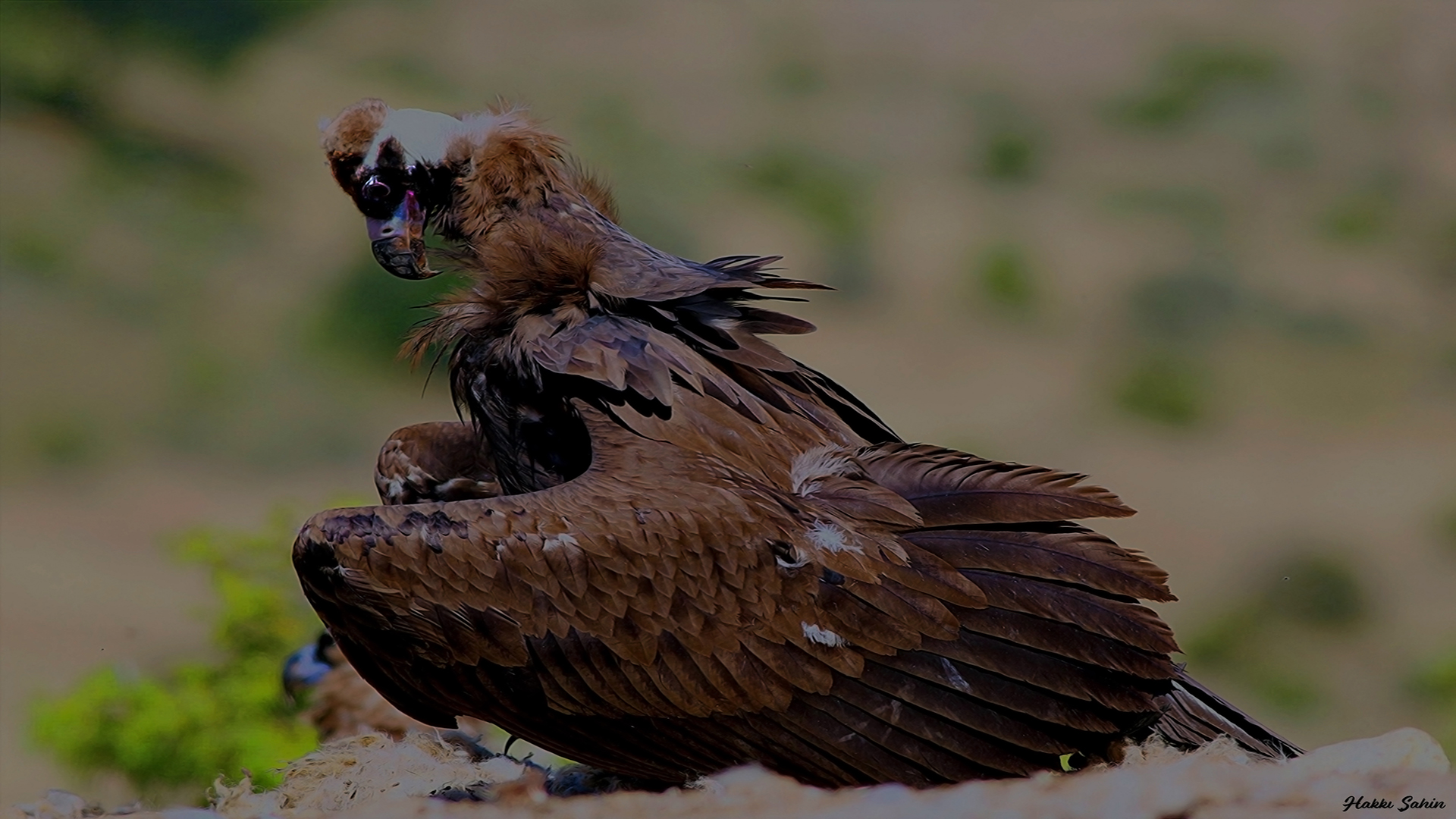 Cinereous Vulture